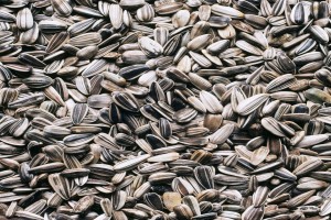 Sunflower Seeds from Tanzania