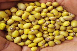 SK-AGRICROPS ENTERPRISES from Tanzania
