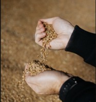 We offer wheat ๐พ from Ukraine