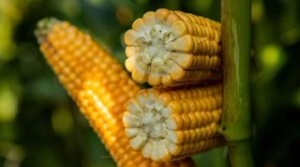 Maize from Ukraine