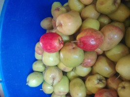 Organic apple fruits from Uganda