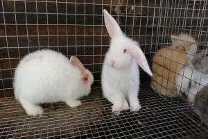 Rabbits from Uganda