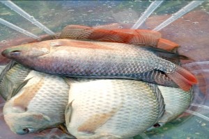 Tilapia Fish from Uganda