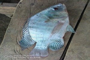 Tilapia and cat fish from Uganda