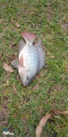 Innaya Fish Farm from Uganda