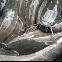 African Catfish from Uganda