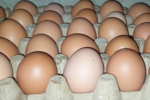 Fresh Eggs from Uganda