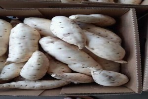 White peel and fresh sweet potatoes. From Uganda. from Uganda