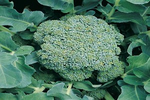 Broccoli 🥦 from Uganda