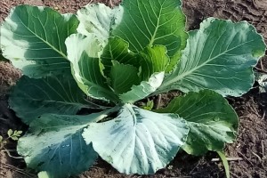 Cabbage grollia f1 from Uganda