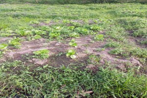 Lettuce from Uganda