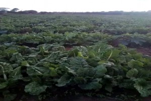 Spinach from Uganda
