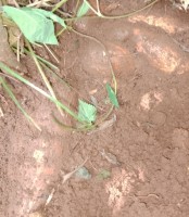 Cassava tubers from Uganda