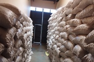 MACADAMIA (NUT IN SHELL) 350 METRIC TONS from Uganda