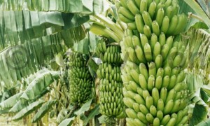 Fresher Ugandan Bananas from Uganda