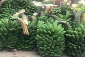 Bananas/matooke from Uganda