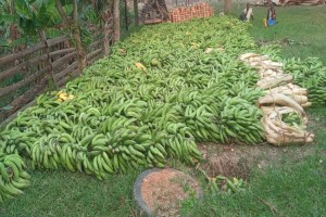 Plantain (Gonja) from Uganda