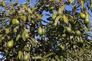 Avocado from Uganda