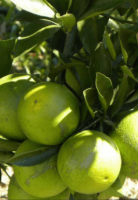 Citrus fruits from Uganda