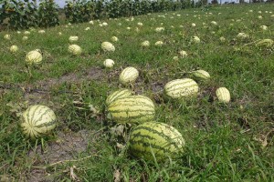 Watermelon from Uganda