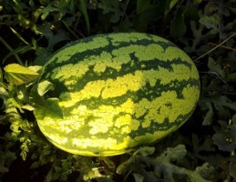 Watermelon from Uganda