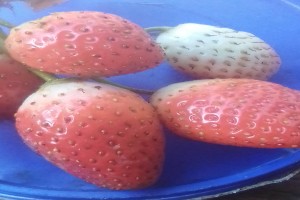 strawberries from Uganda
