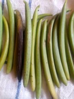 Vanilla from Uganda