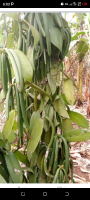 Vanilla beans from Uganda