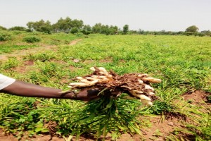 Ginger from Uganda