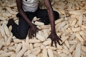 MAIZE from Uganda