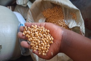 Soya beans from Uganda