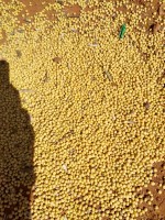 Soya Beans from Uganda