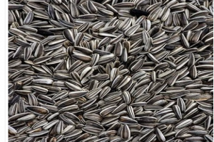 Sunflower seeds from Uganda