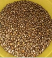 Castor seeds from Uganda