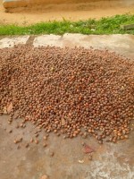 Sheanut from Uganda