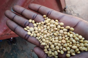 Soya bean mak 3N from Uganda