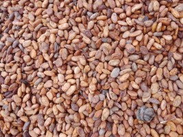 Cocoa beans from Uganda