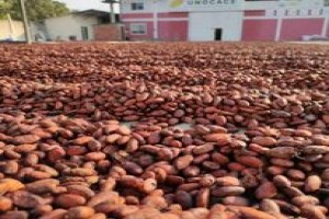 cocoa from Uganda