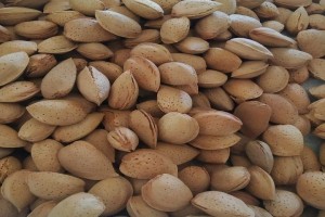 Almond "Avijor" from Uzbekistan