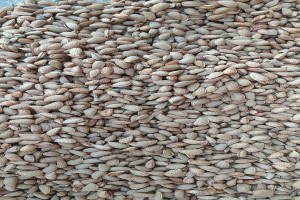 Almond from Uzbekistan