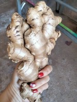 Ginger From Viet Nam from Vietnam