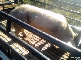pig from South Africa