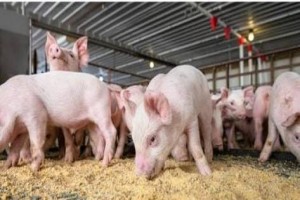 Iive-Pigs from South Africa
