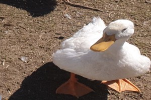 Bebek Pekin Hidup from Afrika Selatan
