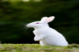 Live Rabbit from South Africa
