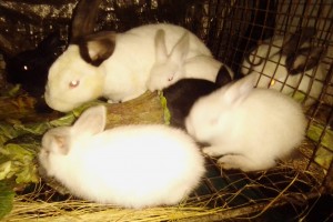 Rabbit meat from South Africa