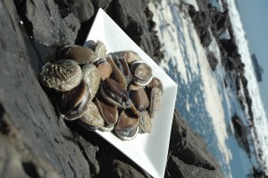Cultivated Abalone from South Africa