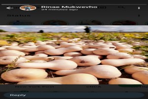 Butternut from South Africa