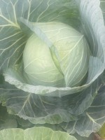 Cabbage from South Africa