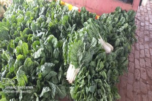 Spinach from South Africa